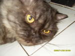 Chiro - Persian Cat
