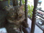 Chiro - Persian Cat