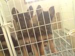 Big Bone German Shepherd For Sale - German Shepherd Dog Dog