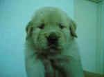 Golden Retriever Puppies For Sale!! - Golden Retriever Dog