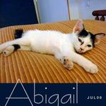 Abigail - Domestic Short Hair Cat