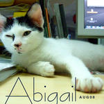 Abigail - Domestic Short Hair Cat