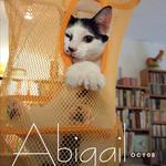 Abigail - Domestic Short Hair Cat