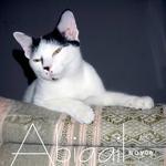 Abigail - Domestic Short Hair Cat