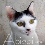 Abigail - Domestic Short Hair Cat