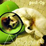 Abigail - Domestic Short Hair Cat