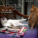 Abigail - Domestic Short Hair Cat