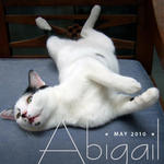 Abigail - Domestic Short Hair Cat