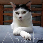 Abigail - Domestic Short Hair Cat