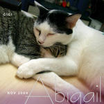 Abigail - Domestic Short Hair Cat