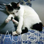 Abigail - Domestic Short Hair Cat