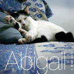 Abigail - Domestic Short Hair Cat