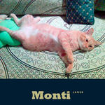 Monti - Tabby + Domestic Short Hair Cat