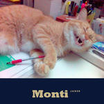 Monti - Tabby + Domestic Short Hair Cat