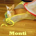 Monti - Tabby + Domestic Short Hair Cat