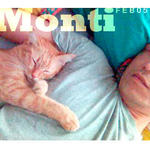 Monti - Tabby + Domestic Short Hair Cat