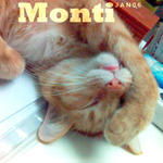 Monti - Tabby + Domestic Short Hair Cat