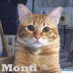 Monti - Tabby + Domestic Short Hair Cat