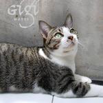 Gigi - Domestic Short Hair Cat