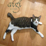 Gigi - Domestic Short Hair Cat