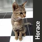 Horace - Domestic Short Hair Cat