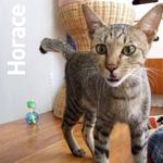 Horace - Domestic Short Hair Cat