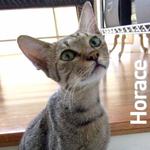 Horace - Domestic Short Hair Cat