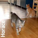 Horace - Domestic Short Hair Cat