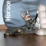 Horace - Domestic Short Hair Cat