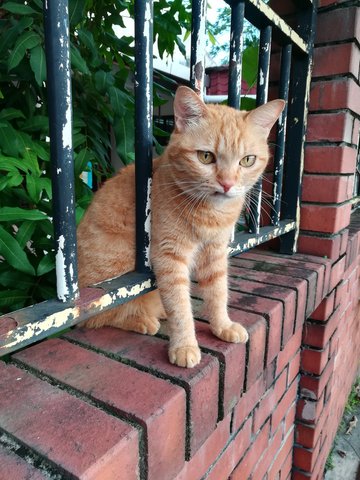 Copper - Domestic Medium Hair Cat