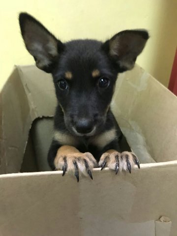 Golden  - Miniature Pinscher Dog