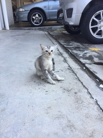 Rescue - Domestic Medium Hair Cat