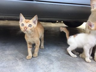 Rescue - Domestic Medium Hair Cat