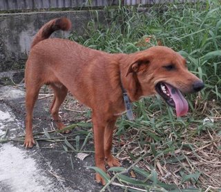 The Fantastic Trio - Mixed Breed Dog