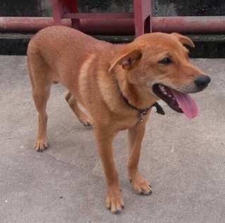 The Fantastic Trio - Mixed Breed Dog