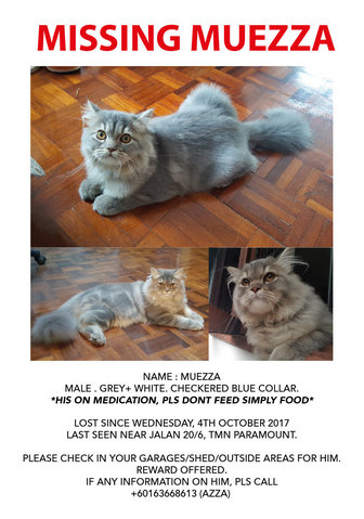 Muezza - Maine Coon Cat