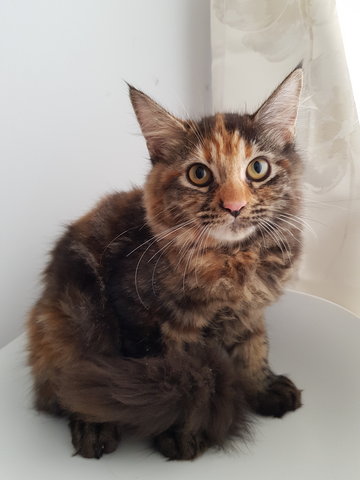 Blossom &amp; Buttercup - Domestic Long Hair Cat