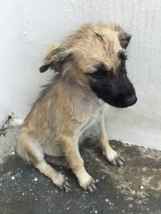 3 Puppies For Adoption - Mixed Breed Dog