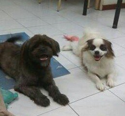 Abang &amp; Junior - Mixed Breed Dog