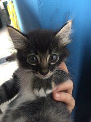 Medium Hair Roly Poly - Domestic Medium Hair Cat