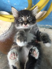 Medium Hair Roly Poly - Domestic Medium Hair Cat