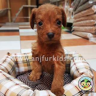 Adorable Male Chihuahua Mix Pole Puppy - Chihuahua + Poodle Dog