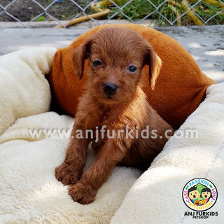 Adorable Male Chihuahua Mix Pole Puppy - Chihuahua + Poodle Dog