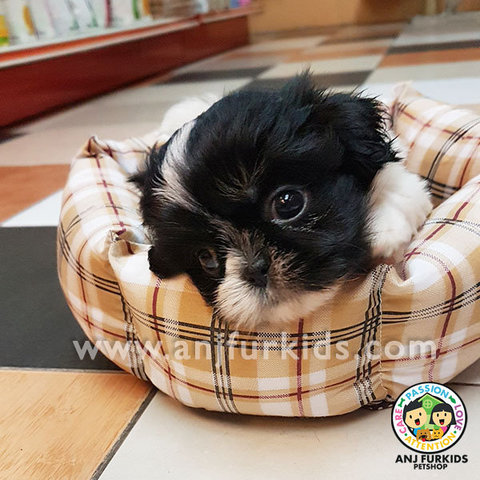 Quality Black W1hite Male Shih Tzu Puppy - Shih Tzu Dog