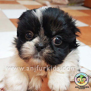 Quality Black W1hite Male Shih Tzu Puppy - Shih Tzu Dog