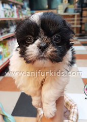 Quality Black W1hite Male Shih Tzu Puppy - Shih Tzu Dog