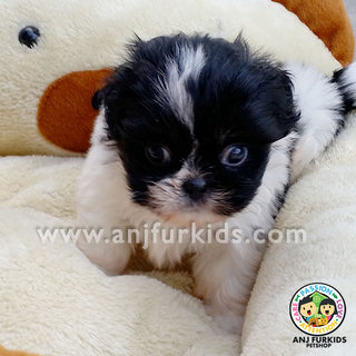 Quality Black W1hite Male Shih Tzu Puppy - Shih Tzu Dog