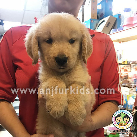 Quality Golden Retriever Puppies1 - Golden Retriever Dog