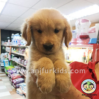 Quality Golden Retriever Puppies1 - Golden Retriever Dog