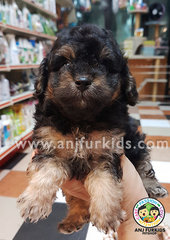 Quality Phantom Silver Tiny2 Toy Poodle  - Poodle Dog